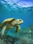 Green Sea Turtle Male Swimming in the Blue Water of Kihei, Maui, Hawaii.