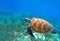 Green sea turtle near seaweeds. Tropical nature of exotic island.