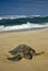 Green sea turtle, North Shore of O\'ahu, Hawaii