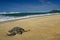 Green sea turtle, North Shore of O\'ahu, Hawaii