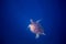 Green sea turtle in open ocean underwater. Tropical nature of exotic island.