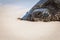 Green Sea Turtle Portrait