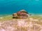 Green Sea Turtle with Remora Suckerfish on Shell, Akumal Mexico