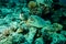 Green sea turtle resting on the reefs in Derawan, Kalimantan, Indonesia underwater photo