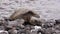 Green Sea Turtle Resting on Rocky Maui Beach