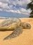 Green sea turtle resting on the sand at beach in Hawaii