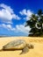 Green sea turtle resting on the sand at beach in Hawaii