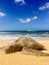 Green sea turtle resting on the sand at beach in Hawaii