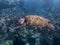 Green Sea Turtle Scratching Chin while Swimming