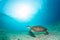 Green sea turtle in a sea grass meadow