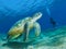 Green sea turtle in a sea grass meadow