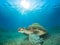 Green sea turtle in a sea grass meadow with a remora on its shell