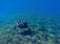 Green sea turtle in sea water. Cute sea turtle dives. Marine species in wild nature.