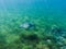 Green sea turtle in sea water. Tropical lagoon inhabitant. Marine species in wild nature.