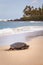 Green Sea Turtle Seascape