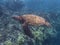 Green Sea Turtle Side Angle Underwater Close Up