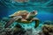 Green sea turtle swimming coral beautiful clear