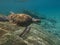 Green Sea turtle swimming in the ocean underwater in the carribean curacao willemsted