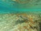 Green Sea turtle swimming in the ocean underwater in the carribean curacao willemsted