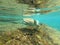 Green Sea turtle swimming in the ocean underwater in the carribean curacao willemsted