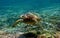 Green Sea Turtle Swimming Underwater in Hawaii