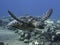 Green Sea Turtle Swims in Close Up Profile Underwater