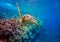 Green sea turtle swims through reef