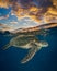 A green sea turtle takes a dive