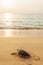 Green Sea Turtle on the tropical beach at sunset, heading for the ocean for the first time. Khao Lampi-Hat Thai Mueang National