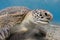 Green sea turtle on the tropical sea bottom close up, underwater