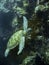 Green sea turtle underwater sipadan coral reef