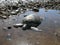 Green sea turtles on the beach, stuck at low tide in a pool and waiting the high tide to swim back to the ocean