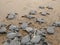 Green sea turtles on the beach, stuck at low tide in a pool and waiting the high tide to swim back to the ocean