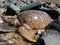 Green sea turtles on the beach stuck in the rocks