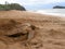 Green sea turtles laying the eggs on the beach, and covering up the nest