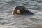 Green Sea turtles mating in the Ningaloo reef