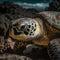 Green Sea Turtles in their Natural Habitat