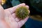 Green Sea Urchin in Person& x27;s Hand