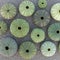 Green sea urchin shells on wet sand beach