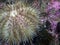 Green Sea Urchin (Strongylocentrotus droebachiensi