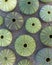 Green sea urchins shells on wet sand beach top view