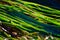 Green Seagrass