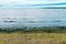 Green seagrass algae at the beach in Halmstad