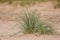 A green seaside grass growing in the sand. Beautiful beach flora in the wind.