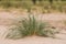 A green seaside grass growing in the sand. Beautiful beach flora in the wind.