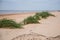 A green seaside grass growing in the sand. Beautiful beach flora in the wind.