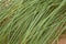 A green seaside grass growing in the sand. Beautiful beach flora in the wind.