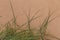 A green seaside grass growing in the sand. Beautiful beach flora in the wind.