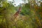 Green season in Africa. Giraffe hidden in orange and green autumn vegetation. Giraffes head in the forest, Kruger National Park,