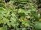 Green seated, funnel-shaped follicle of marsh marigold